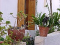 Naxos Katzen im Blumentopf